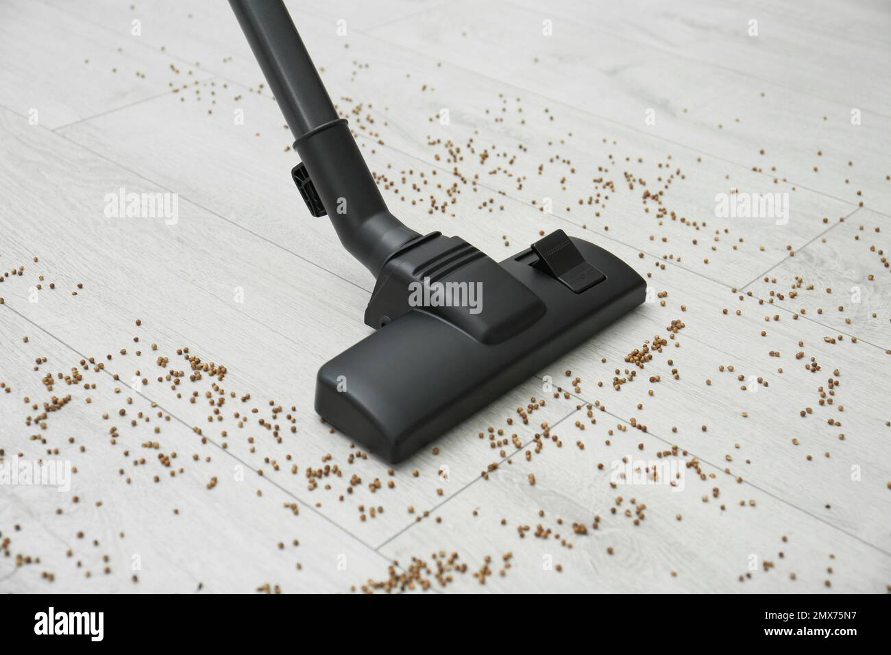 Removing groats from wooden floor with vacuum cleaner at home Stock