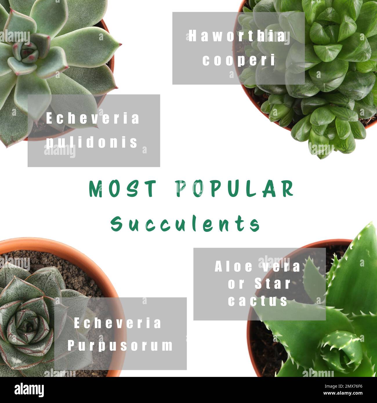 Most popular succulent varieties. Houseplants and names on white