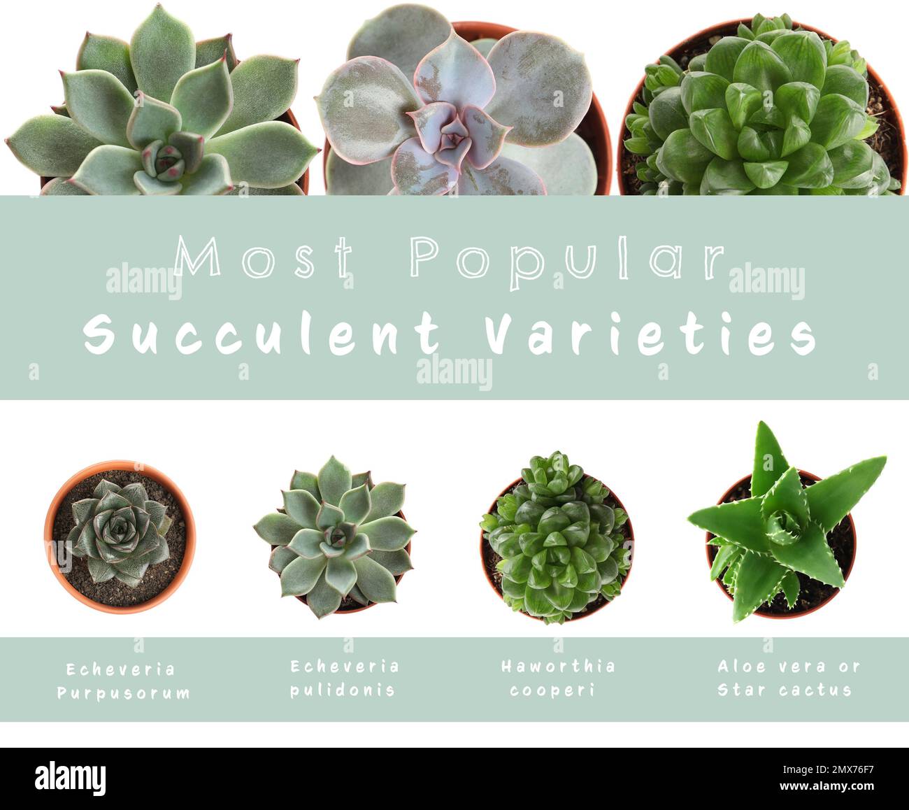 Most popular succulent varieties. Houseplants and names on white  background, top view Stock Photo - Alamy