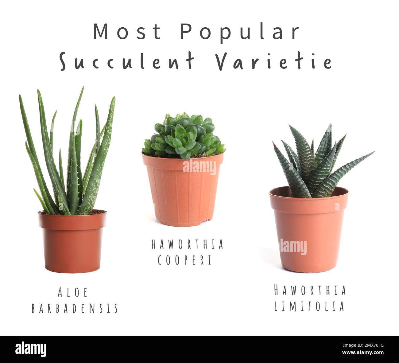 Succulent varieties hi-res stock photography and images - Alamy