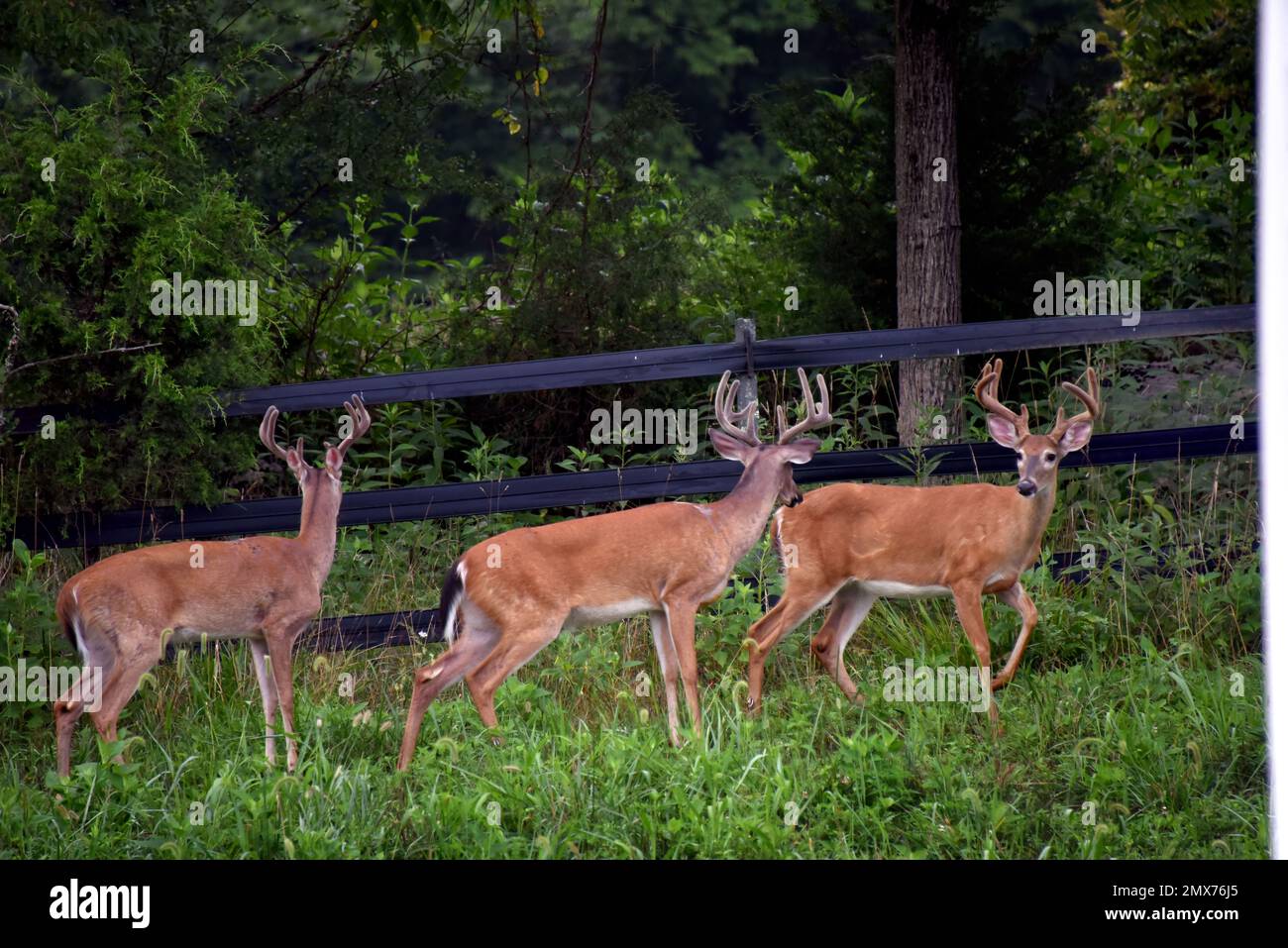 Three eight point deer walk along a black wooden fence in the forest of
