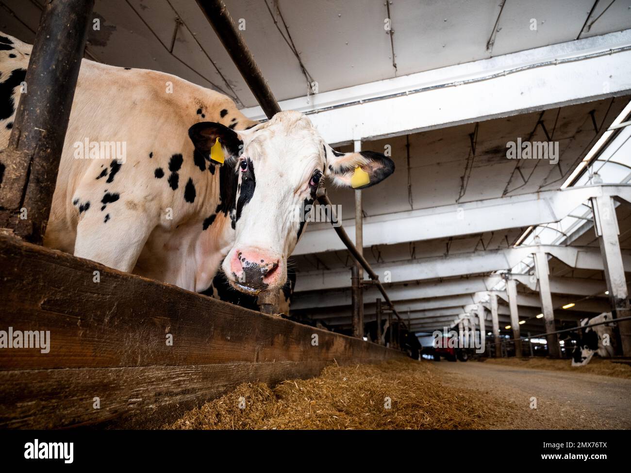 Cow farm hi-res stock photography and images photo