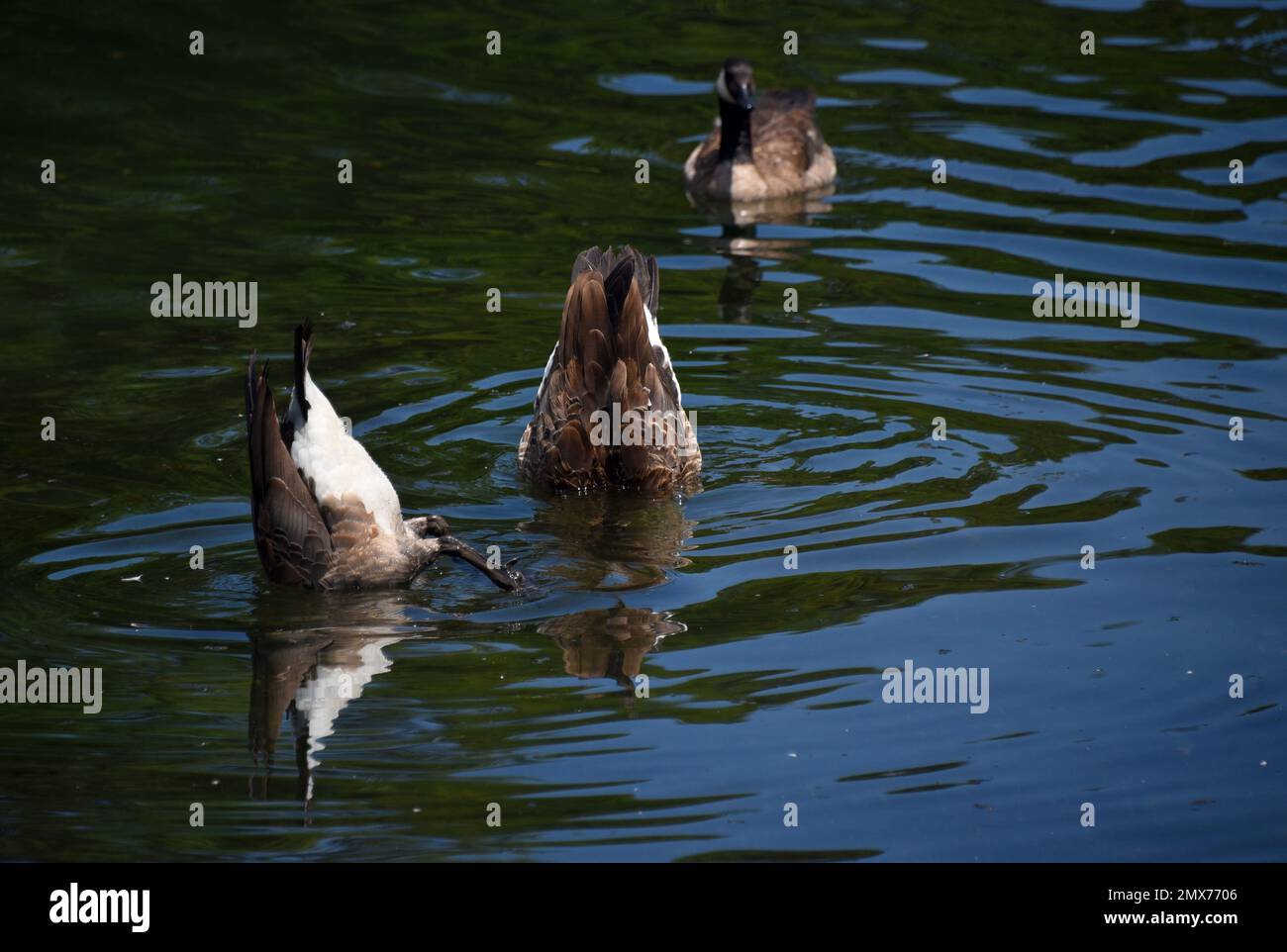 Osceola island recreation area hi-res stock photography and images