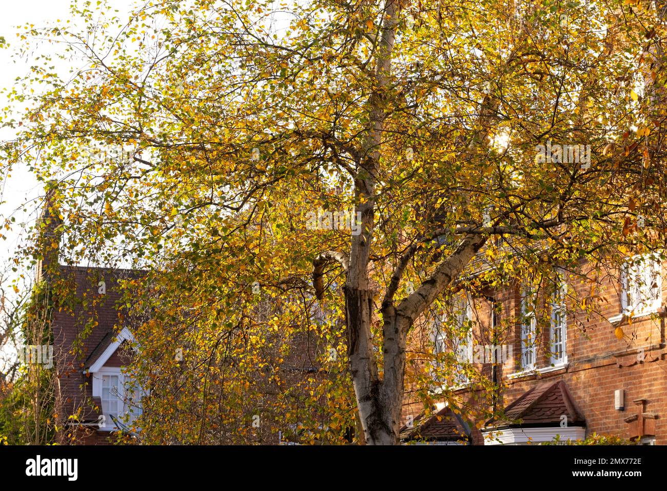 Autumn foliage in Bedford Park, Chiswick, London Stock Photo Alamy