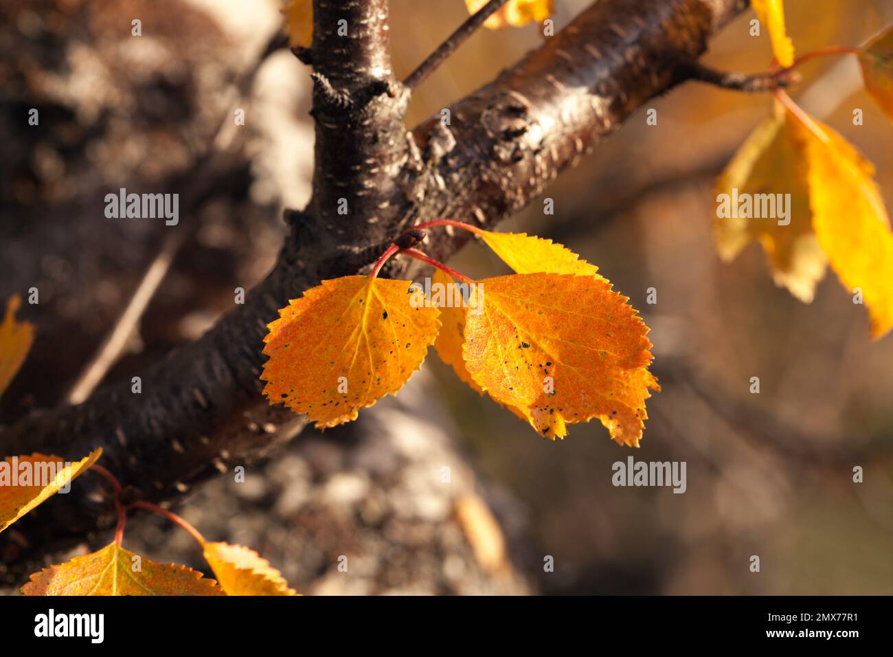 Close up Macro On Colorful Autumn Fall Leaves On Birches Betula 