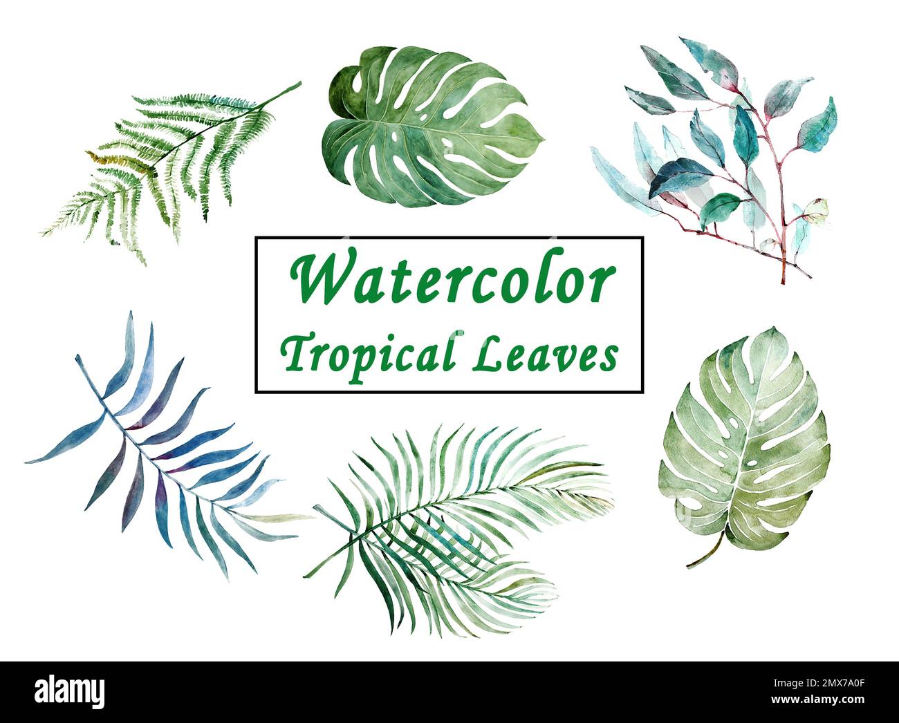 Set of watercolor tropical leaves on white background Stock Photo - Alamy