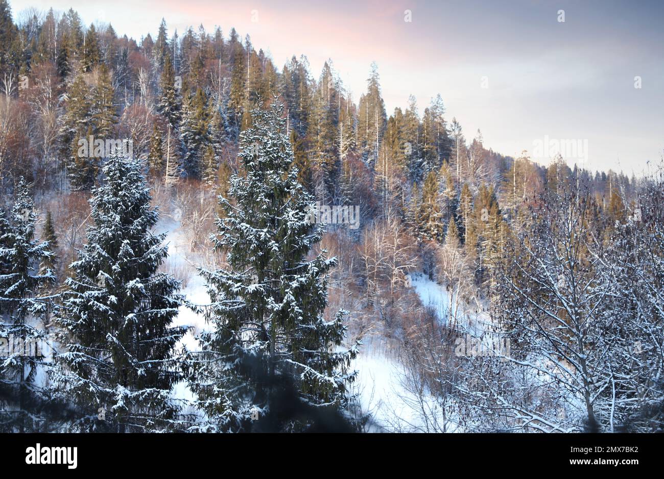 Snowy fir trees in cold winter forest Stock Photo - Alamy