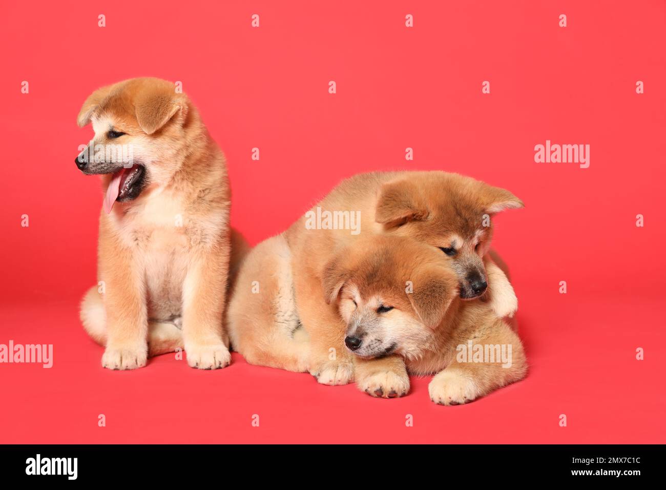 Cute akita hot sale puppies