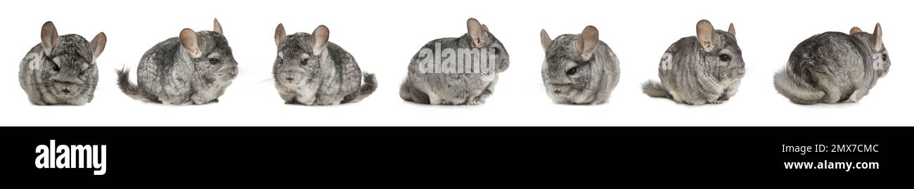 Collage with cute grey chinchillas on white background. Banner design Stock Photo