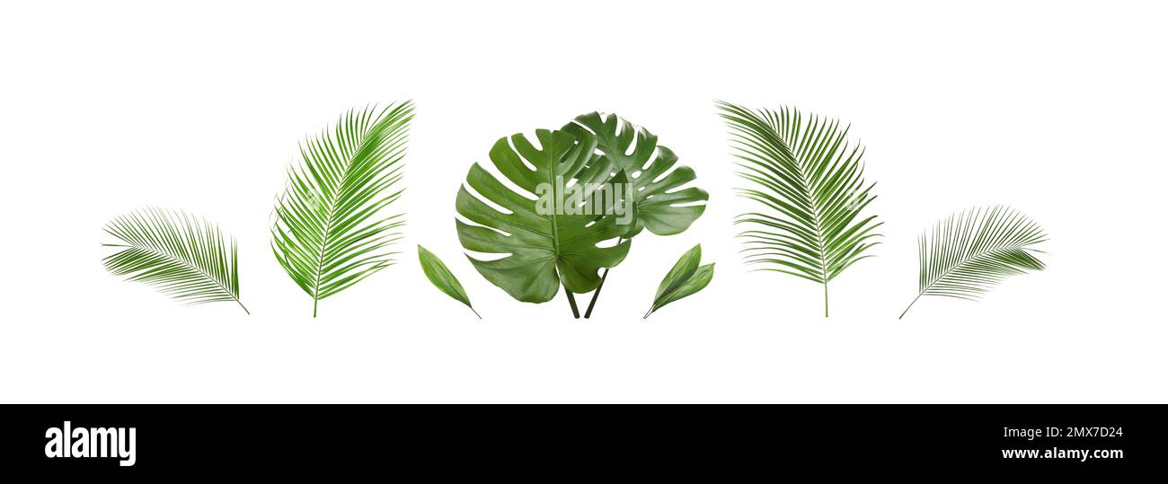 Set of tropical leaves on white background. Banner design Stock Photo