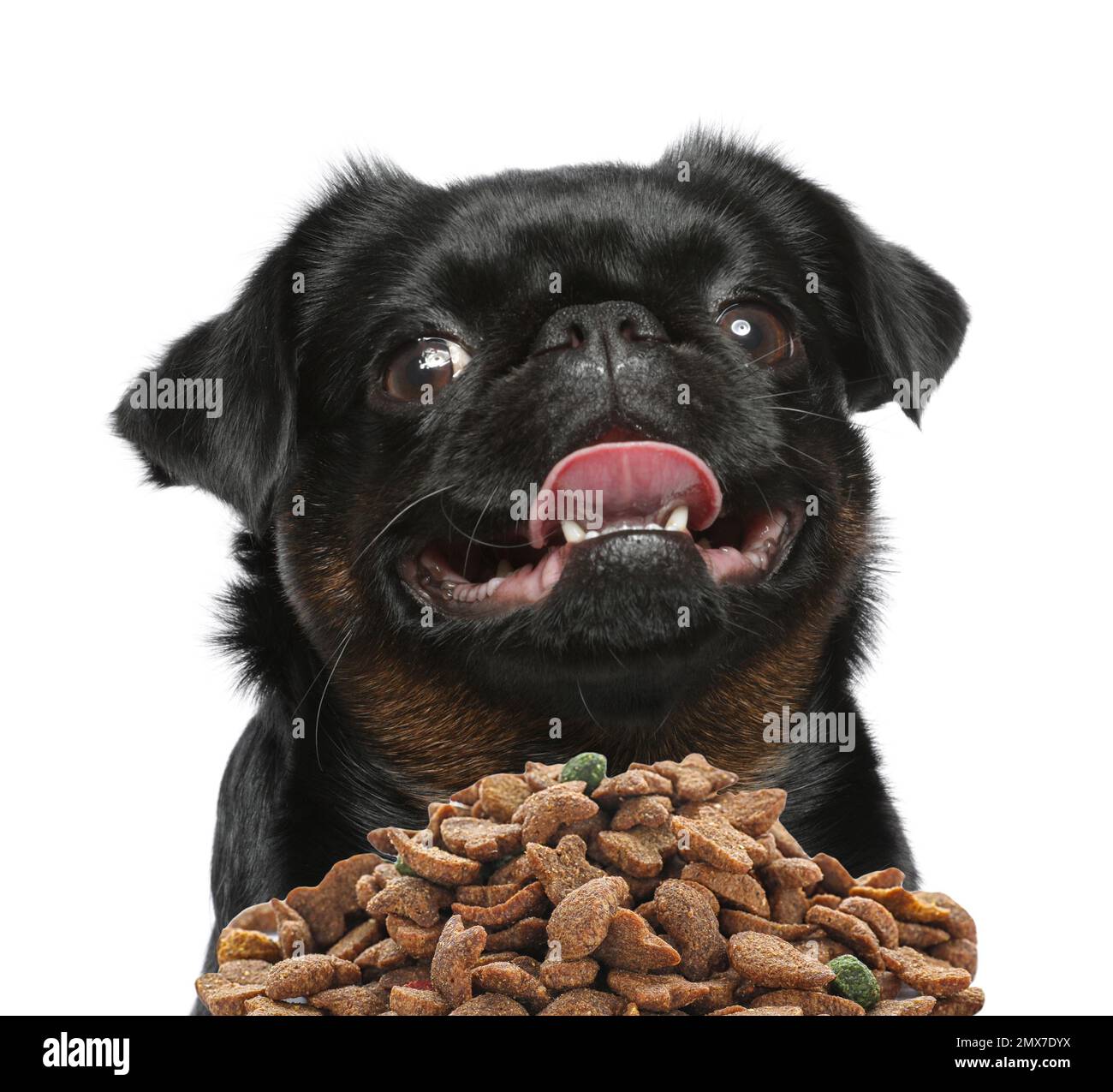 Cute black Petit Brabancon dog and feeding bowl on white background Stock Photo