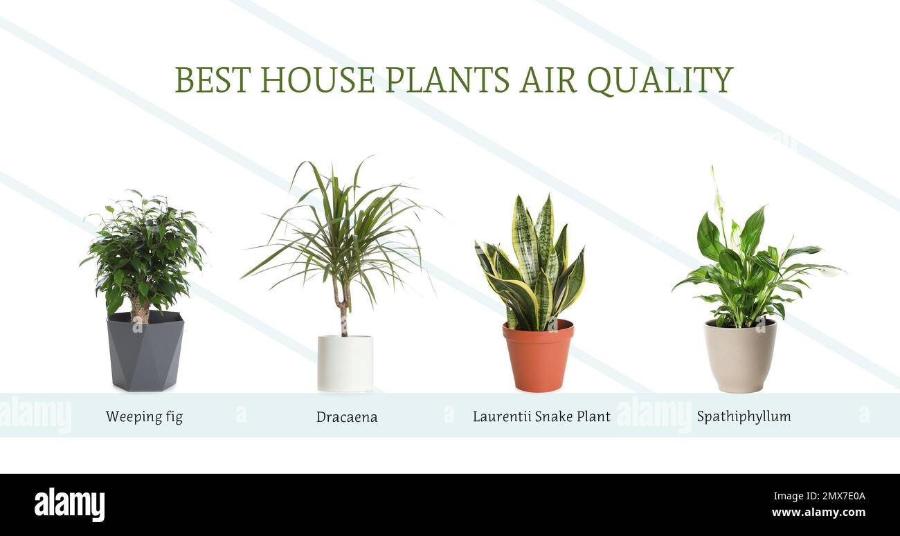 set-of-best-house-plants-for-air-quality-improvement-on-white