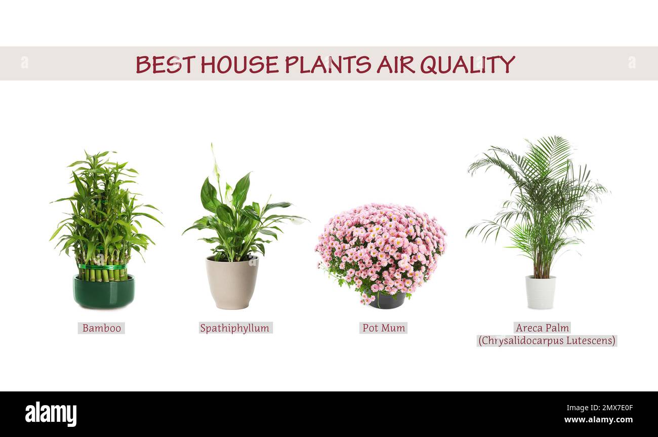 set-of-best-house-plants-for-air-quality-improvement-on-white