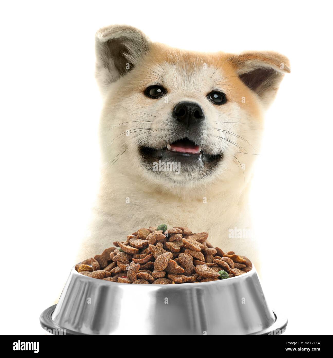 Cute Akita Inu puppy and feeding bowl with dog food on white background  Stock Photo - Alamy