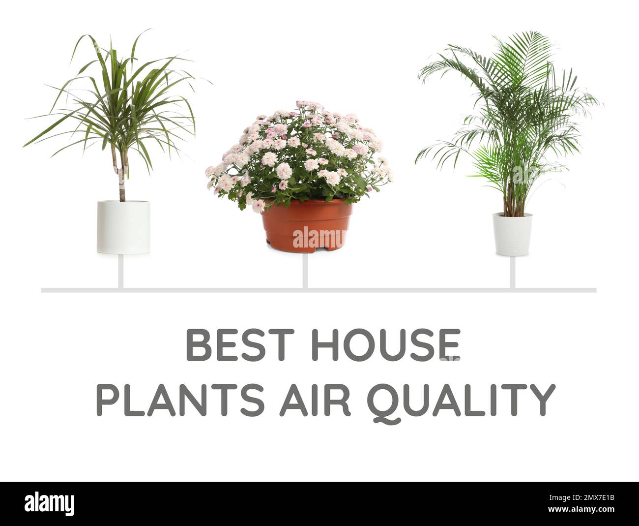 Best House Plants For Air Quality Best House Plants For Air Quality