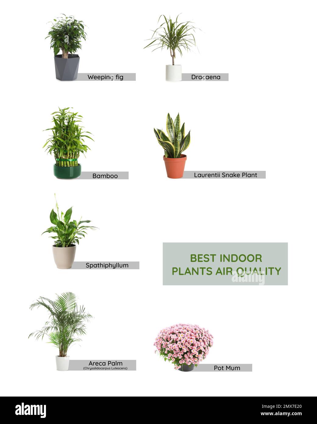 Set of best house plants for air quality improvement on white