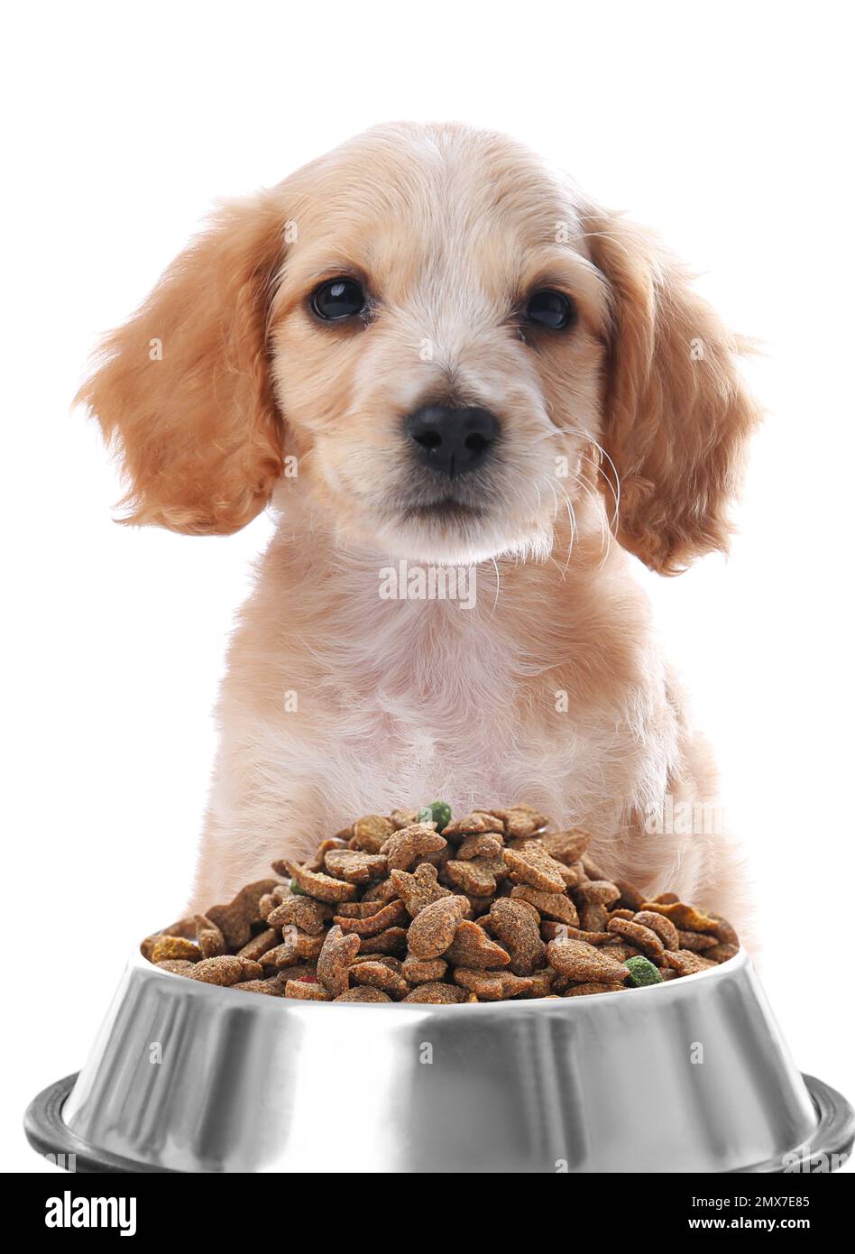 Cute English Cocker Spaniel puppy and feeding bowl with dog food on