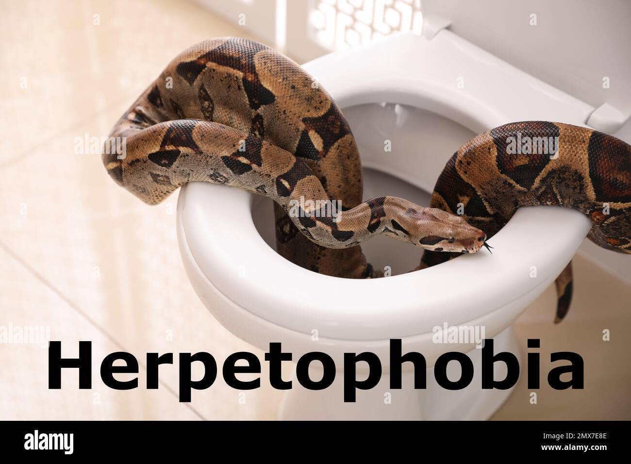 Brown boa constrictor on toilet bowl in bathroom. Herpetophobia concept