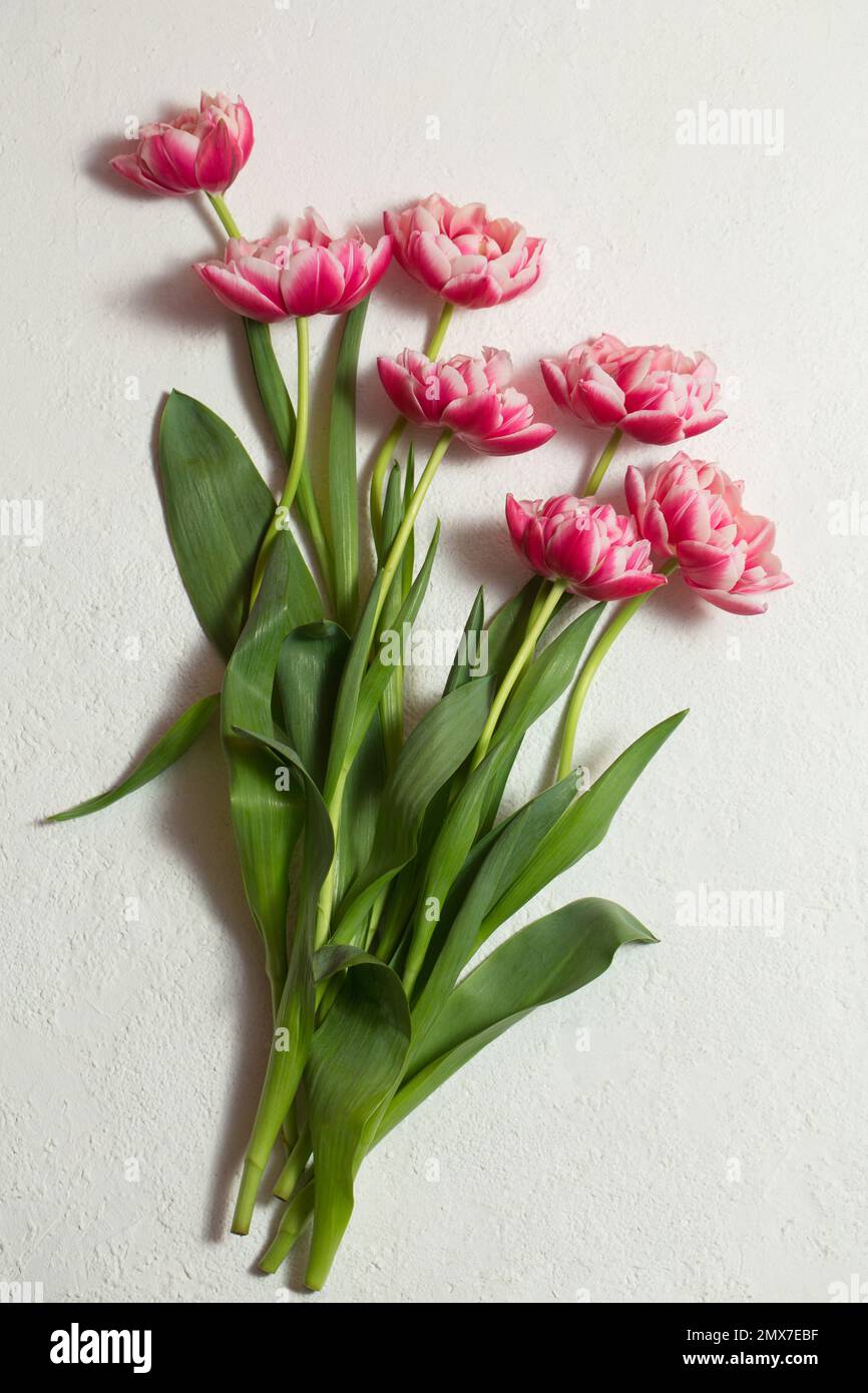 Beautiful terry tulips of pink color on a white background. Color of tulips Viva Magenta 18-1750, in 2023 Stock Photo
