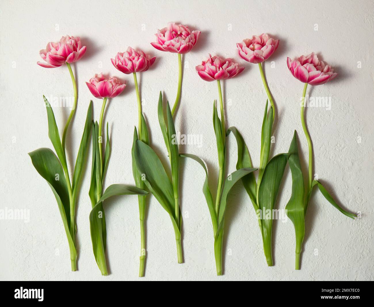 Beautiful terry tulips of pink color on a white background. Color of tulips Viva Magenta 18-1750, in 2023 Stock Photo