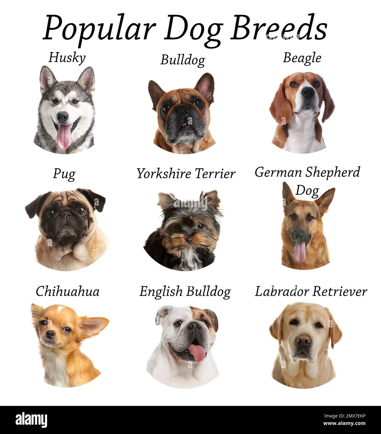 Set of different adorable dogs on white background. Most popular breeds ...