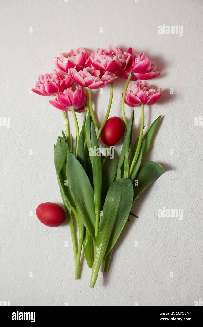 Beautiful terry tulips of pink color with Easter eggs on a white background. Color of tulips Viva Magenta 18-1750, in 2023 Stock Photo