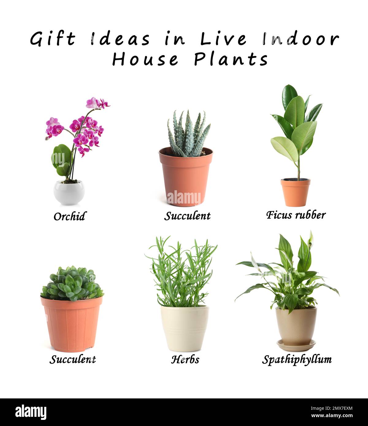 Set of different houseplants on white background. Best gifts for plant
