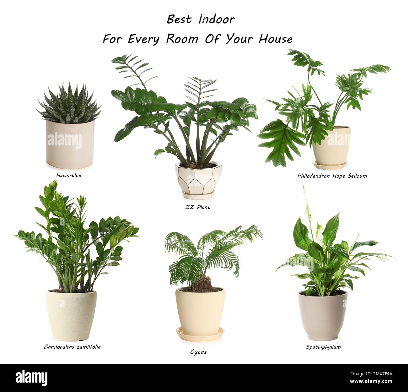 Set of best house plants on white background Stock Photo Alamy