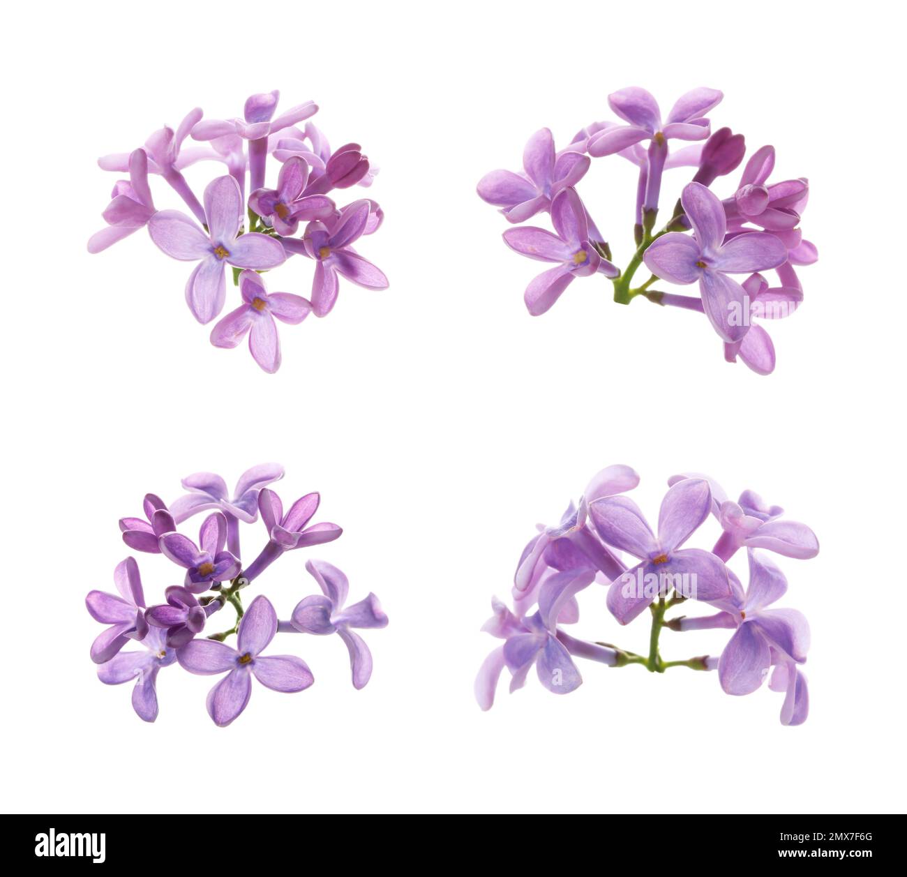 Set of beautiful purple lilac flowers on white background Stock Photo ...