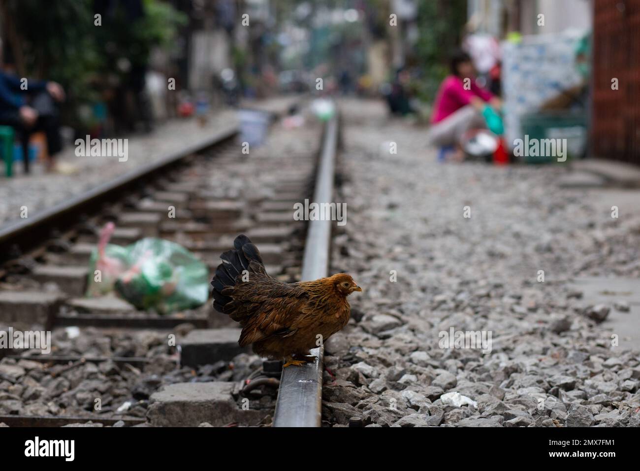Chicken Sitting on Train Track in Hanoi Vietnam Stock Photo Alamy