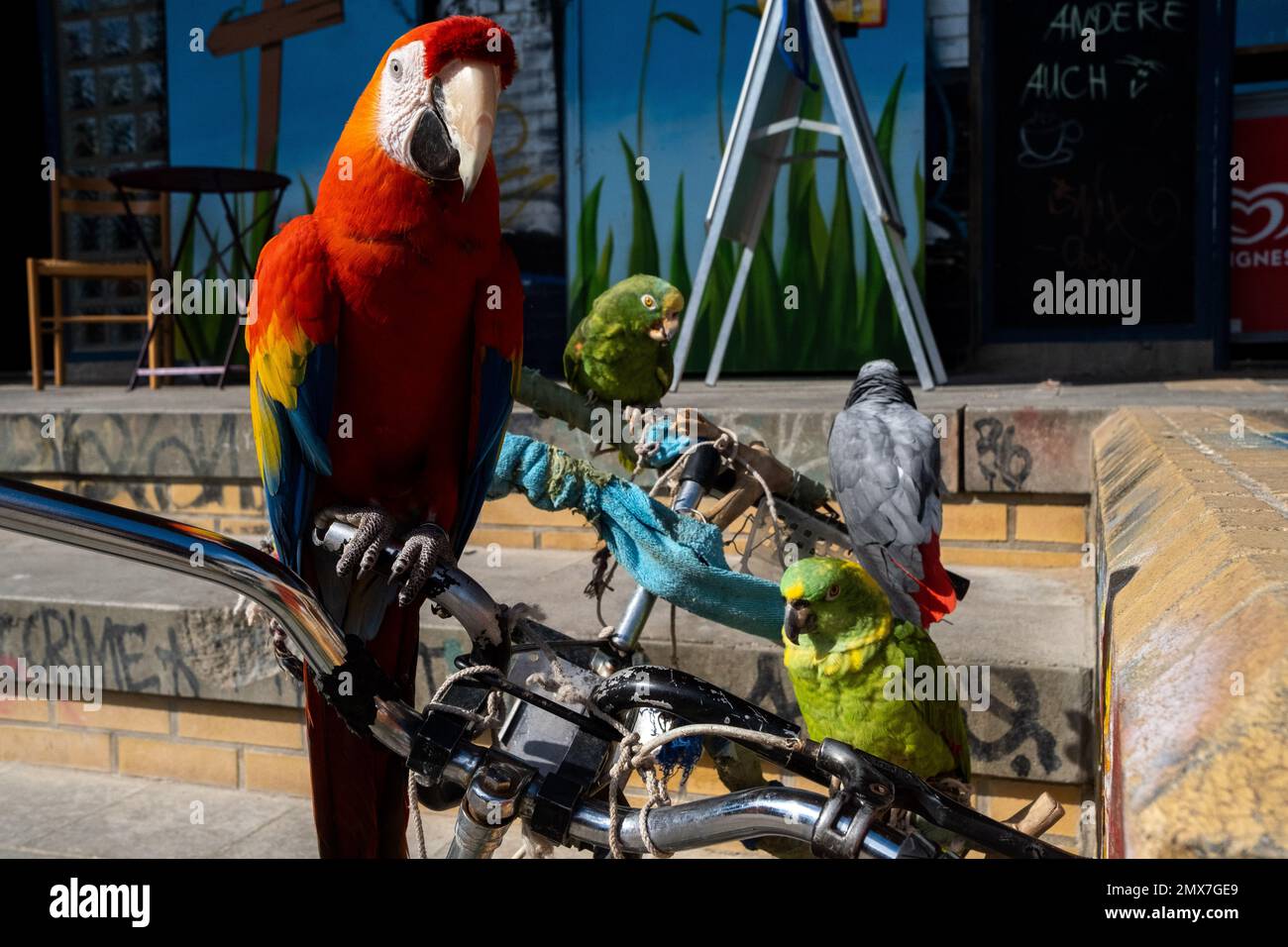 A Macaw accompanied by 2 parrots are seen on a bicycle Stock Photo