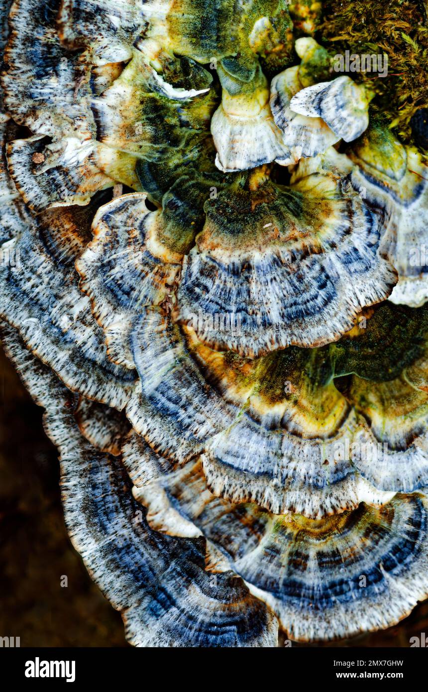 Shelf Fungus on a log in the forest dislays a flourish of color, Lyon