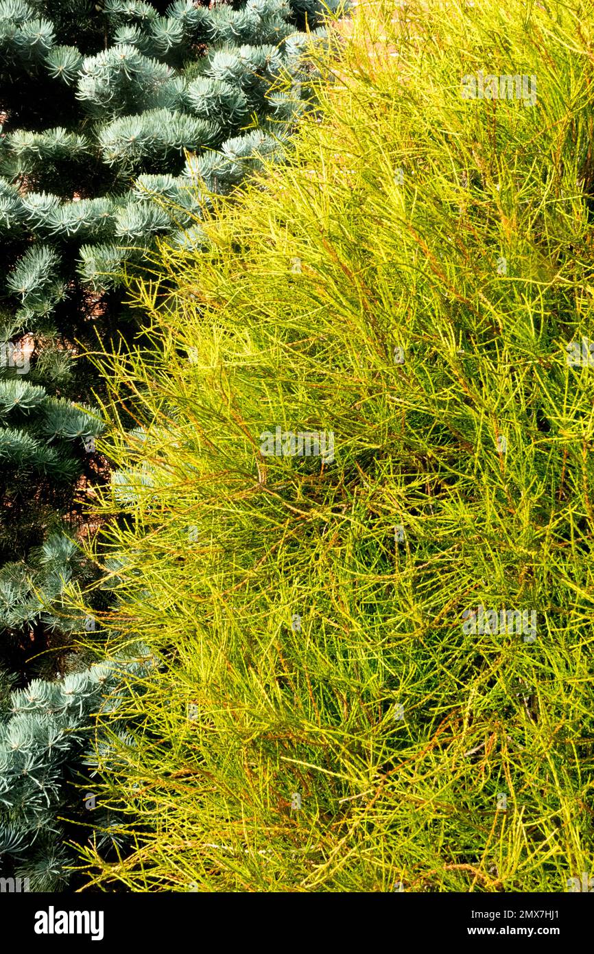 Thuja Franky Boy, Platycladus orientalis, Thuja, Tree, Garden Stock Photo