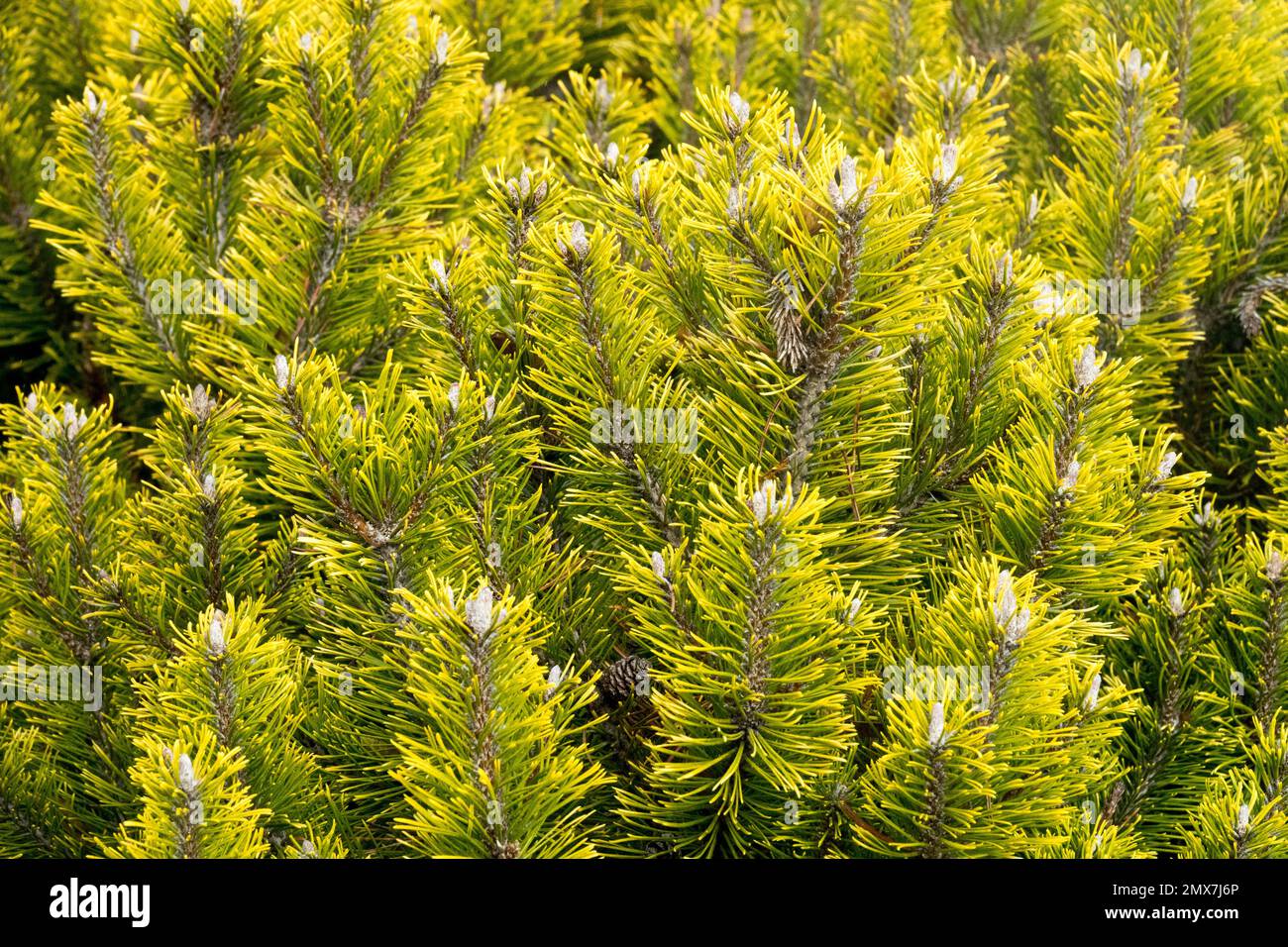 Pinus mugo 'Winter Gold', Branches, Needles Pinus foliage Pinus needles Stock Photo