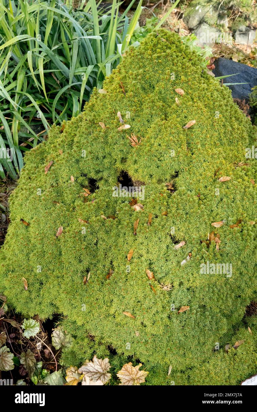 Alberta Spruce, Picea glauca var. albertiana, Garden, Picea glauca, Spruce, Conifer, Tree Stock Photo