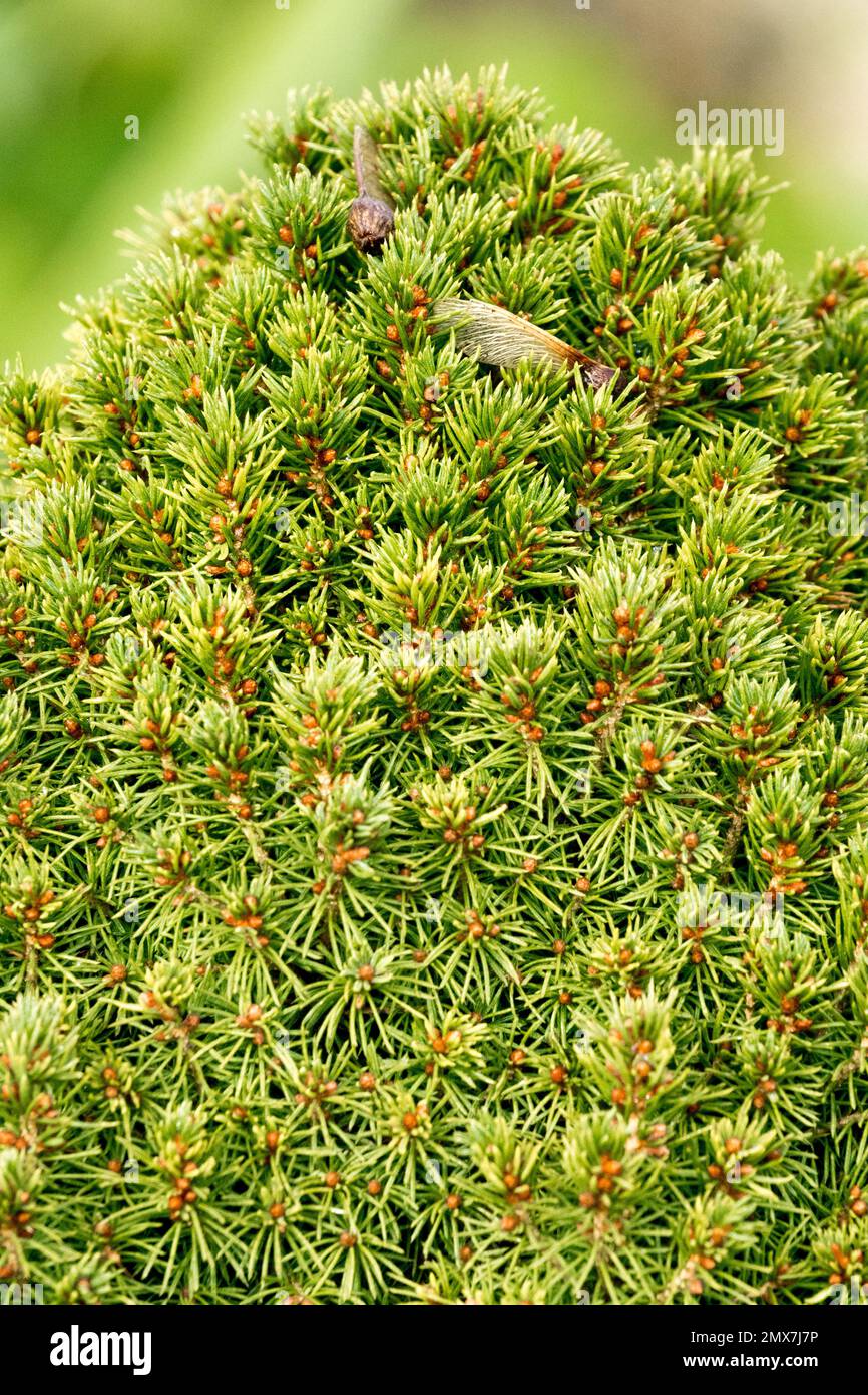 Alberta Spruce, Picea glauca Albertiana, Conifer, Close up, Needles Stock Photo