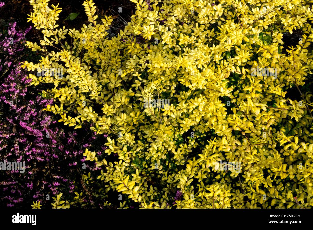 Japanese Holly, Ilex crenata 'Gold Tip', Yellow, Pink, Winter, Leaves, Erica carnea Stock Photo