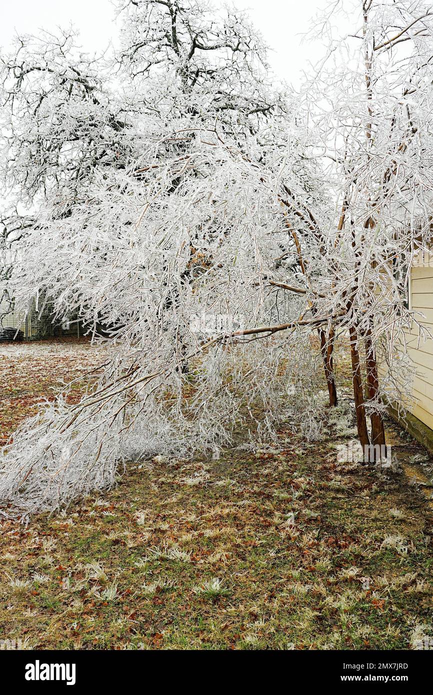 Texas USA Feb 2023 Broken trees and vegetation due to winter ice storm in central