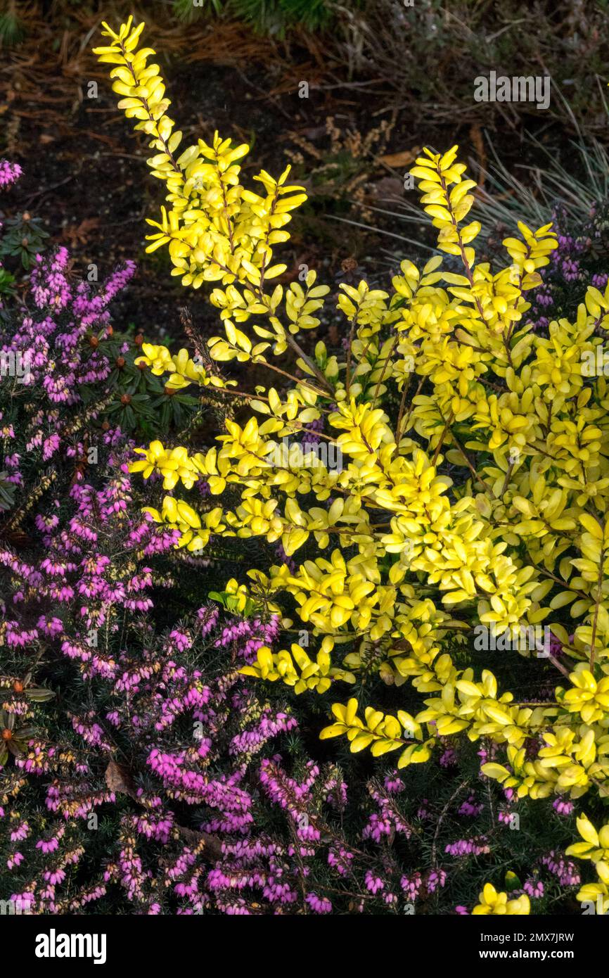 Winter, Erica carnea, Ilex crenata 'Gold Tip', Yellow, Pink, Colour, Japanese Holly, Plant Stock Photo