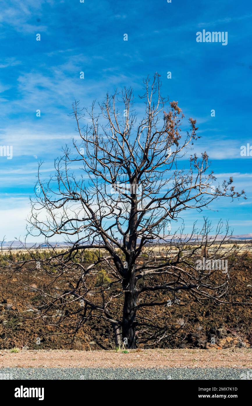 Tree burned in wildfire, Lava Beds National Monument, California Stock Photo Alamy