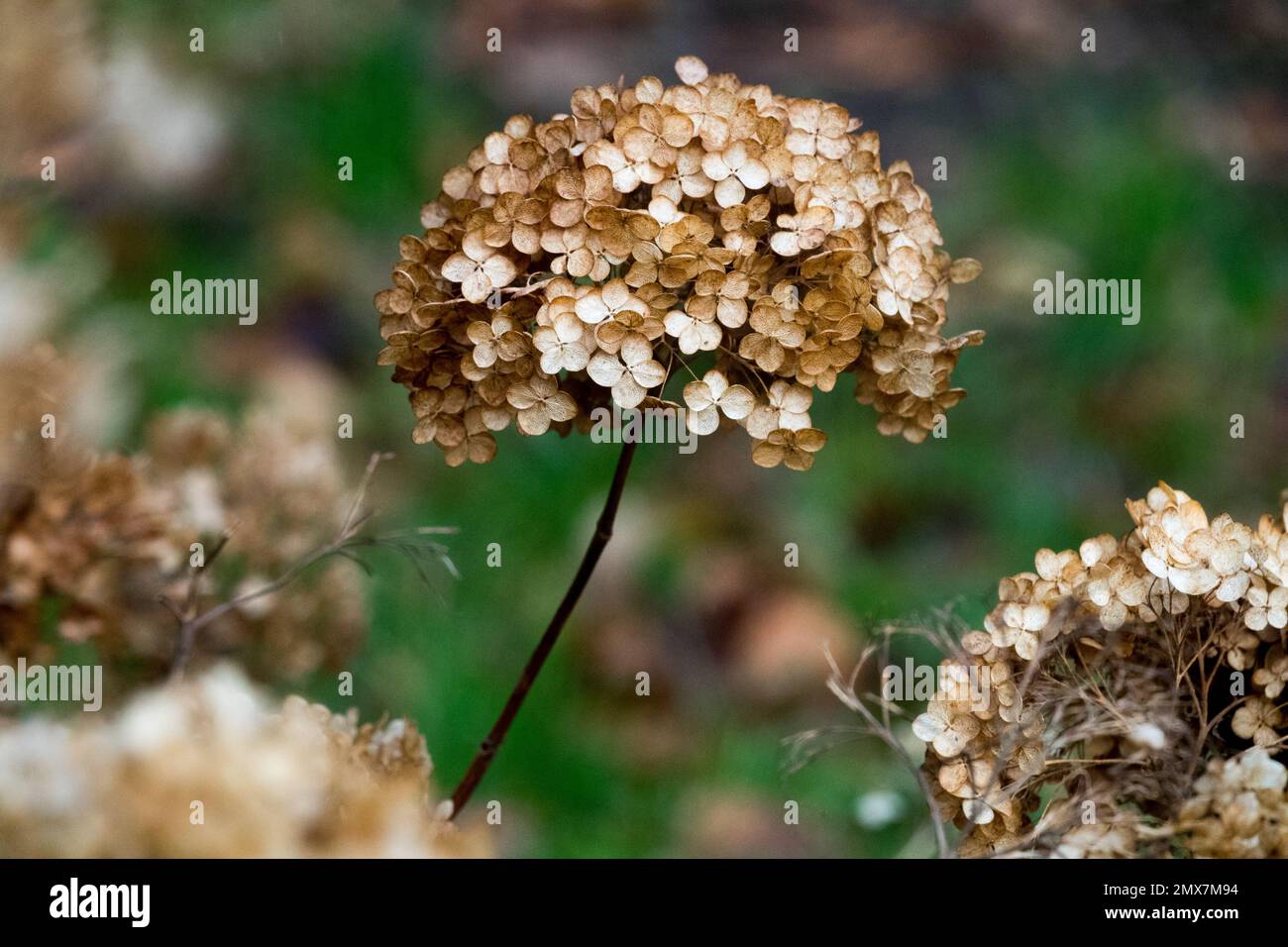 Hydrangea, Seedheads, Hydrangea macrophylla, Deadheads, Dead, Flowers