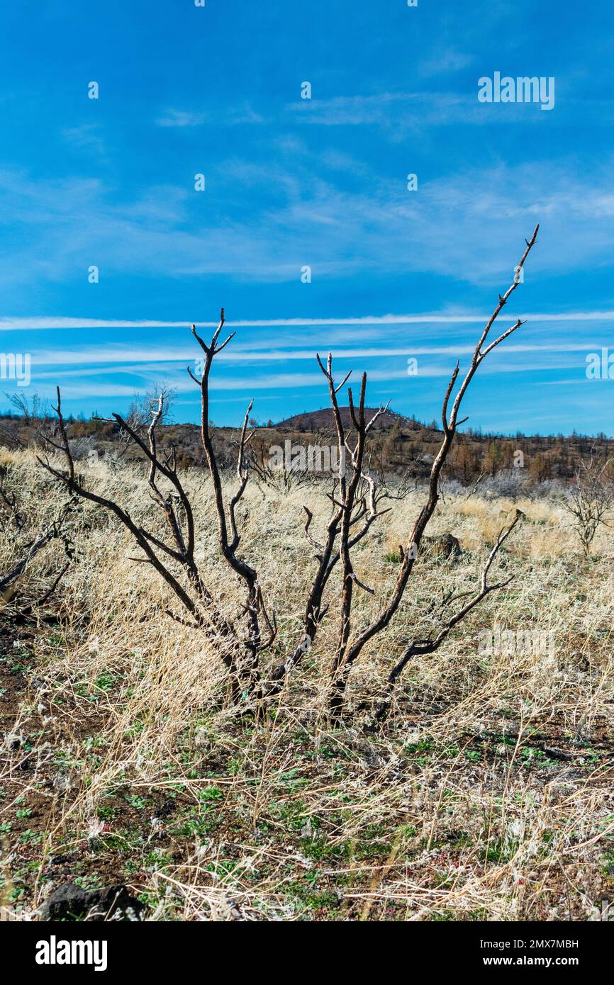 Lava Beds National Monument, California after wildfire Stock Photo Alamy