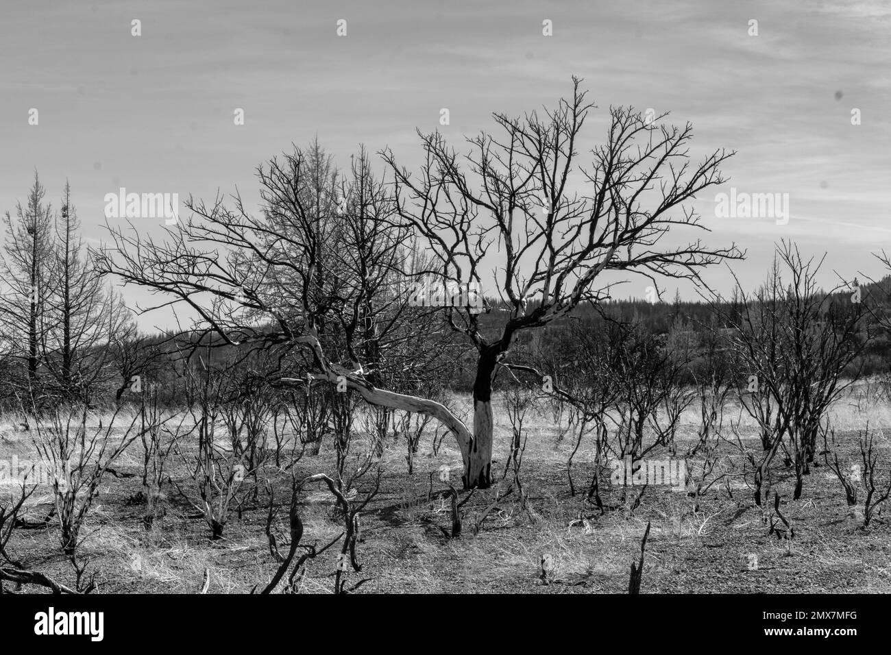 Trees after wildfire, Lava Beds National Monument, California Stock Photo Alamy