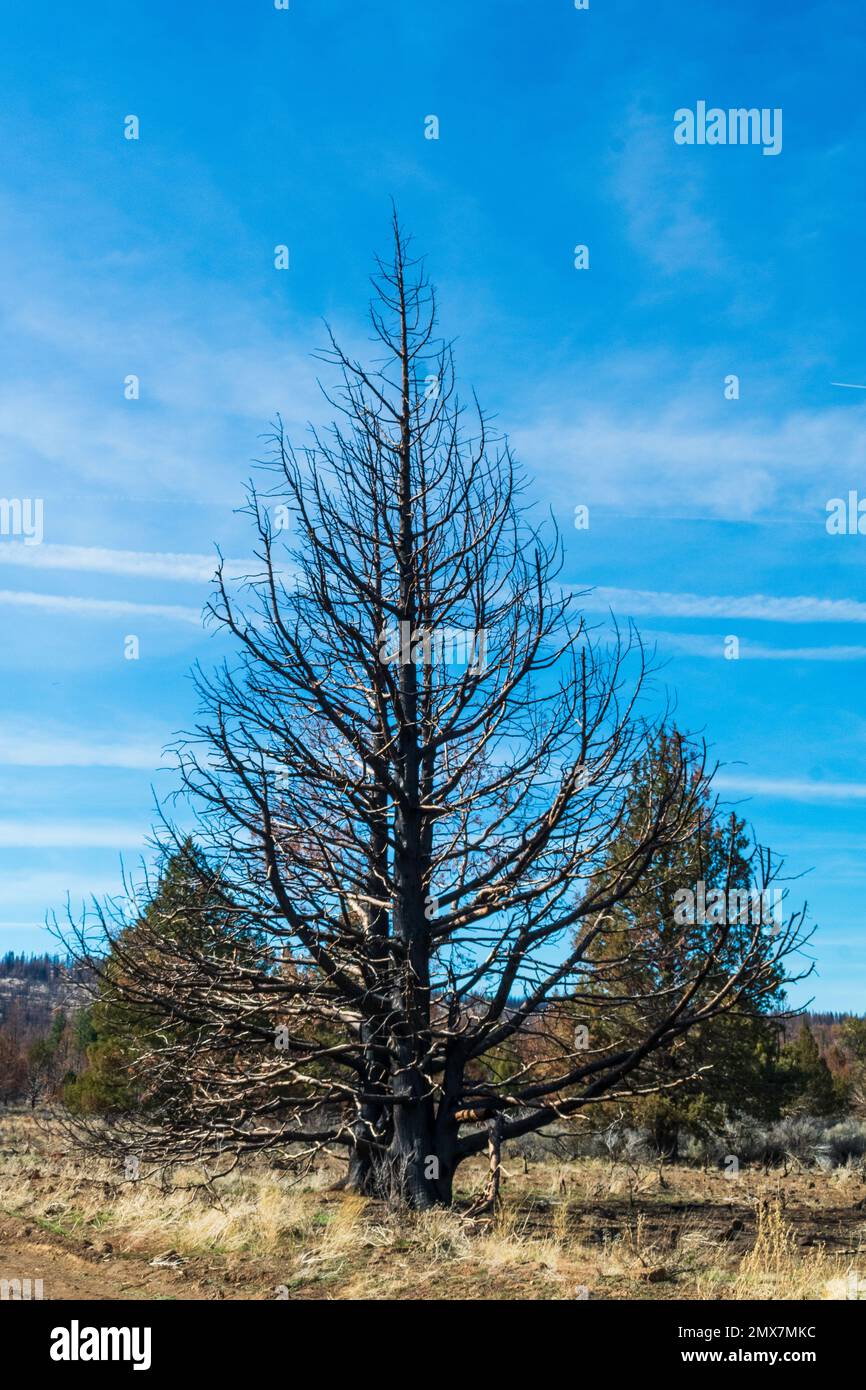 Trees after wildfire, Lava Beds National Monument, California Stock Photo Alamy