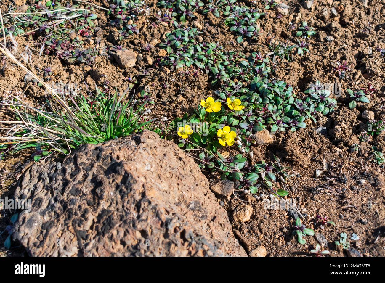 Sagebrush Buttercup, Ranunculus Glauberimus, seen in Lava Beds National