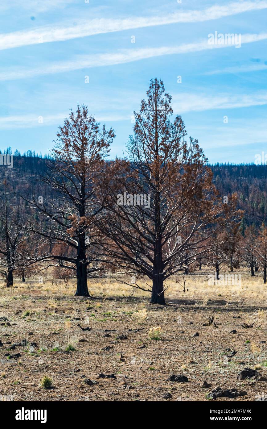 Trees after wildfire, Lava Beds National Monument, California Stock Photo Alamy