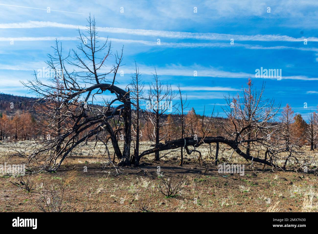 Trees after wildfire, Lava Beds National Monument, California Stock Photo Alamy