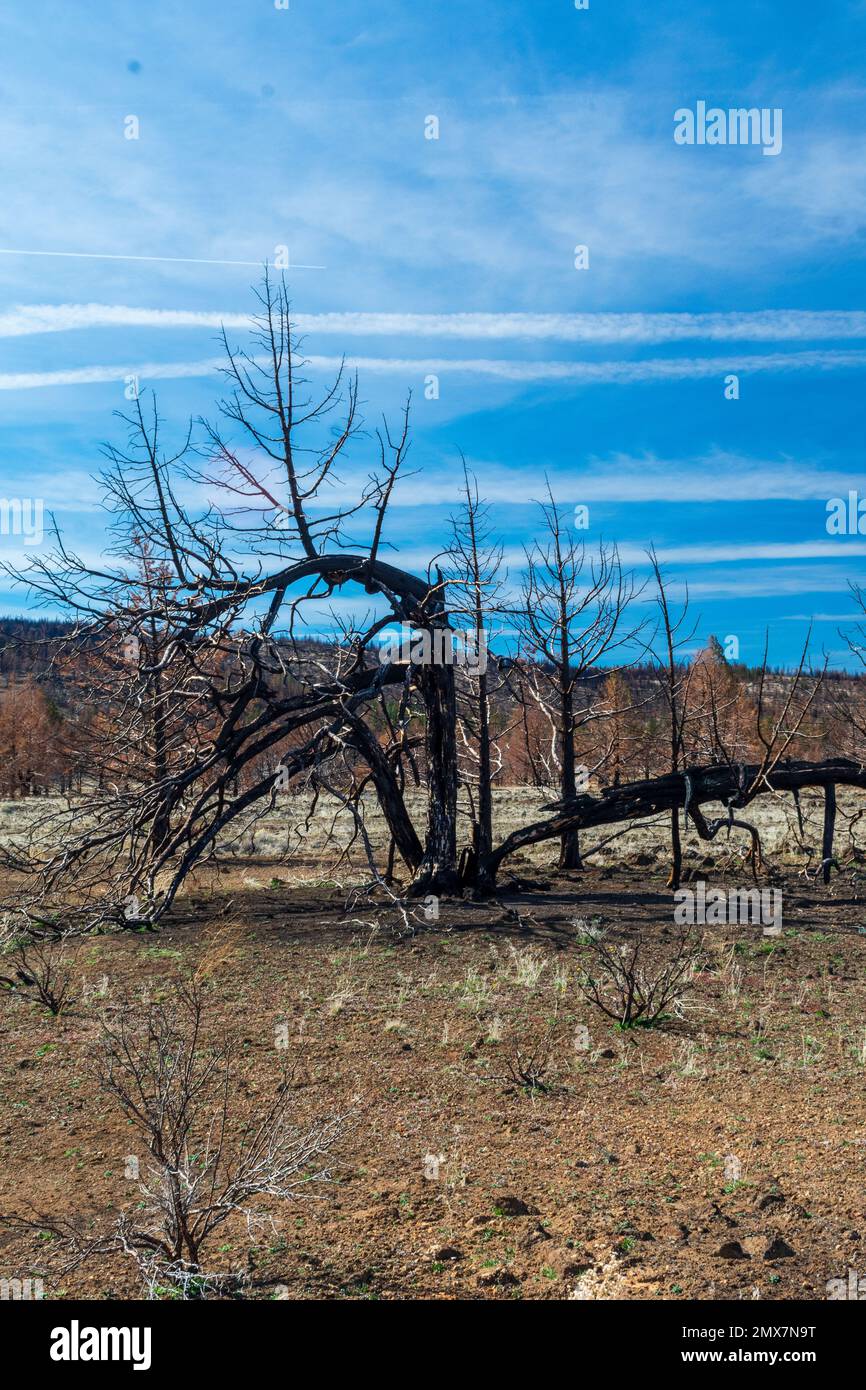 Trees after wildfire, Lava Beds National Monument, California Stock Photo Alamy