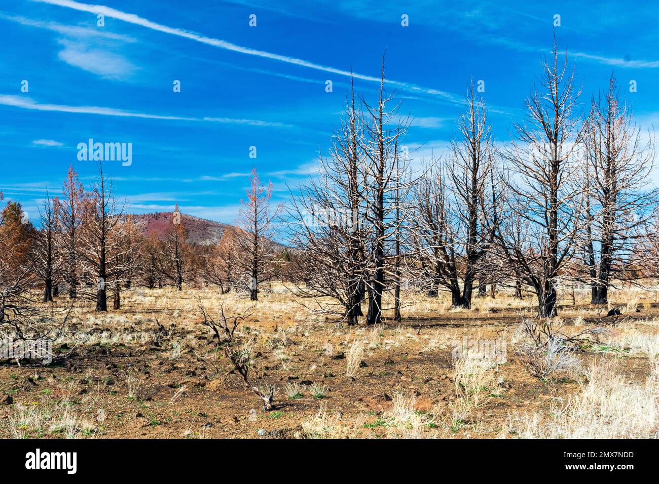 Trees after wildfire, Lava Beds National Monument, California Stock Photo Alamy