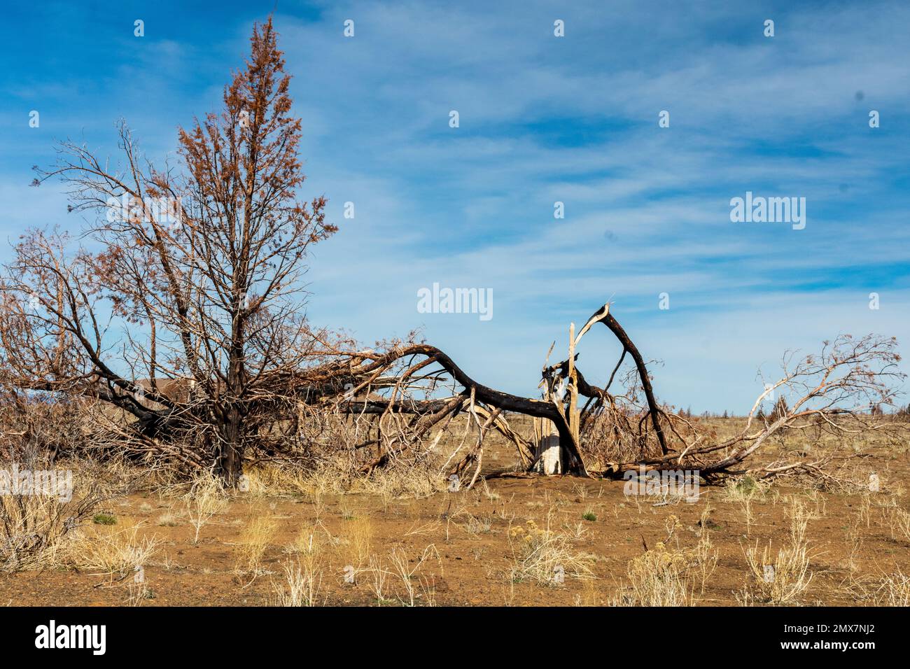 Trees after wildfire, Lava Beds National Monument, California Stock Photo Alamy